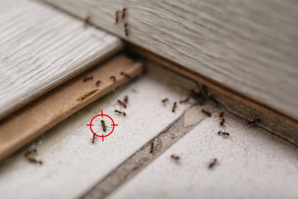 Best Mosquito Control Services  in Cold Spring, MN