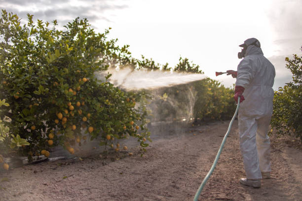 Best Ant Control Services  in Cold Spring, MN
