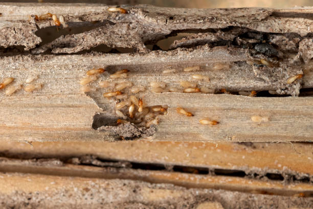 Best Flea Control Services  in Cold Spring, MN